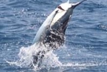 Sport Fishing in Miami from South Beach